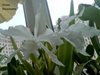 Laelia lobata var. alba